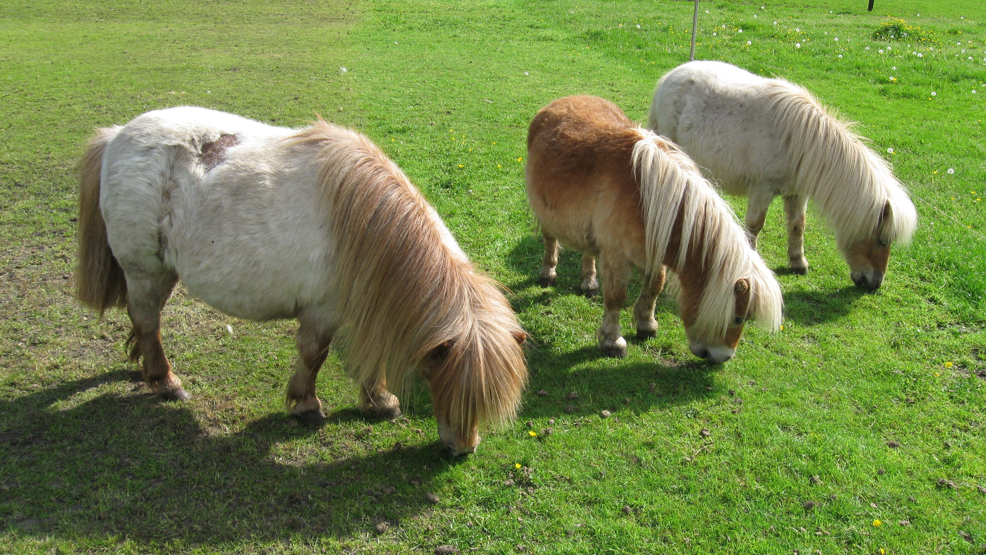 Kleine paarden