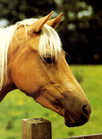 Luxe paarden