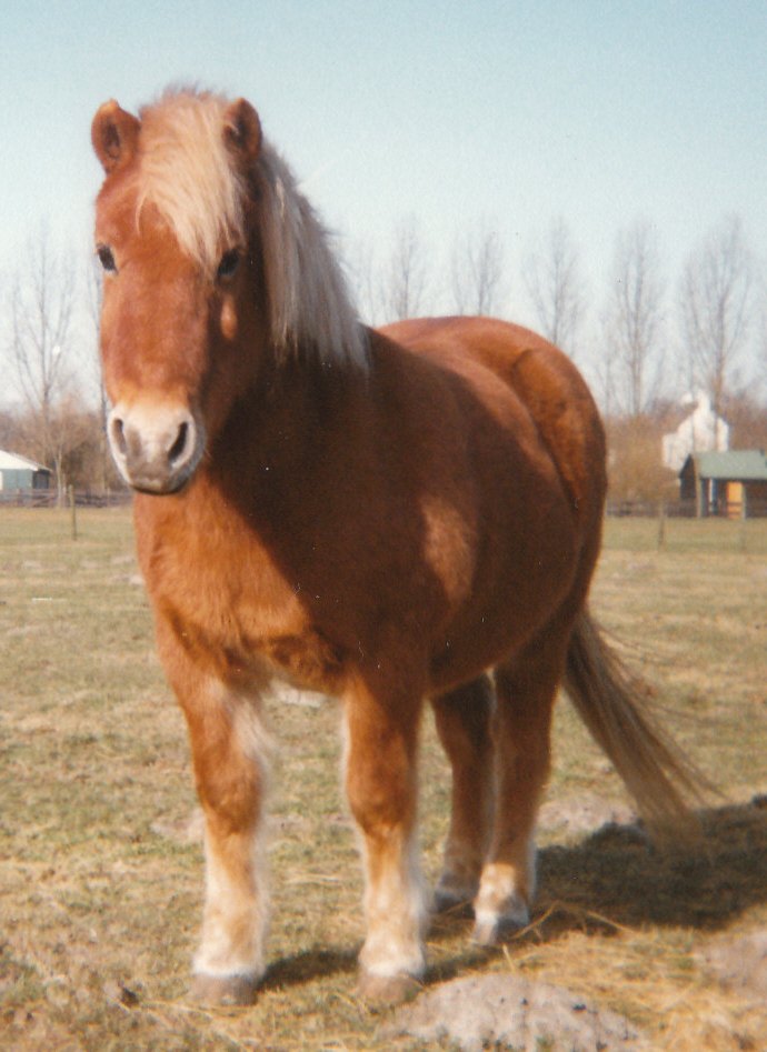 Sobere paarden